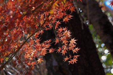 Ağaçların dalları altın sonbahar yapraklarının arka planında,