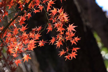 Ağaçların dalları altın sonbahar yapraklarının arka planında,