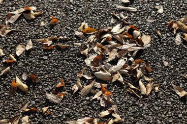 Kaba bir asfalt yüzeyine dağılmış kuru yapraklar bir doku oluşturur