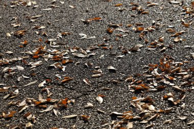 Kaba bir asfalt yüzeyine dağılmış kuru yapraklar bir doku oluşturur