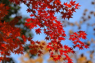 Ağaçlardaki canlı sonbahar yapraklarının manzarası doğadaki mevsimsel renklerin güzelliğini gözler önüne seriyor.