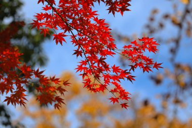 Ağaçlardaki canlı sonbahar yapraklarının manzarası doğadaki mevsimsel renklerin güzelliğini gözler önüne seriyor.