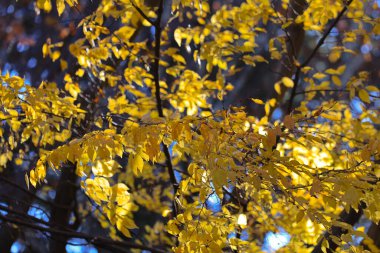 Ağaçlardaki canlı sonbahar yapraklarının manzarası doğadaki mevsimsel renklerin güzelliğini gözler önüne seriyor.
