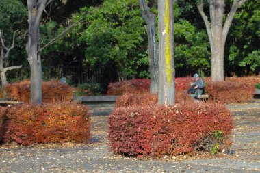 beautiful walk path in the autumn in a park clipart