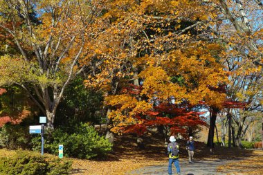 4 Aralık 2024 Canlı sonbahar yaprakları sergilenen sakin bir park