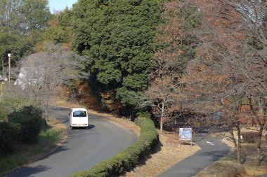 Dec 4 2024 street framed by autumn-colored barren trees, cars driving clipart