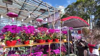 Victoria Park Yeni Yıl Çiçekleri Festivali Geleneği, Hong Kong, 25 Ocak 2025