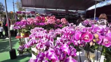 Victoria Park Yeni Yıl Çiçekleri Festivali Geleneği, Hong Kong, 25 Ocak 2025