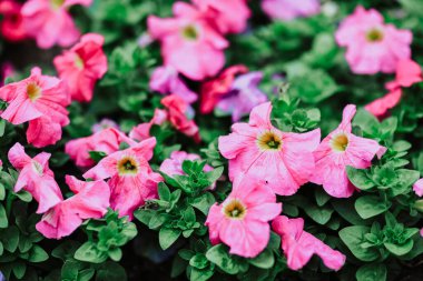 26 Ocak 2025 Yeşillik Bahçesinde Pembe ve Mor Çiçekler