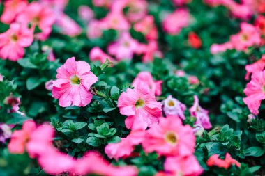 26 Ocak 2025 Yeşillik Bahçesinde Pembe ve Mor Çiçekler