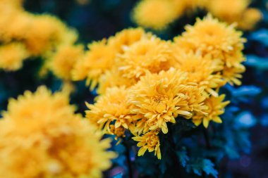 26 Ocak 2025. Göz kamaştırıcı odak noktasında çekilen parlak sarı çiçekler.