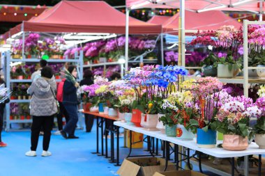 Çin Yeni Yıl Çiçeği Pazarı Po Hong Park Kutlaması 26 Ocak 2025