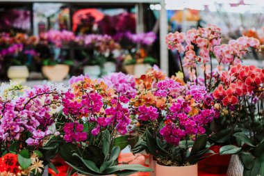Orchidaceae Zarif Çiçek Egzotik Tropik Çiçek Güzeli Jan 26 2025