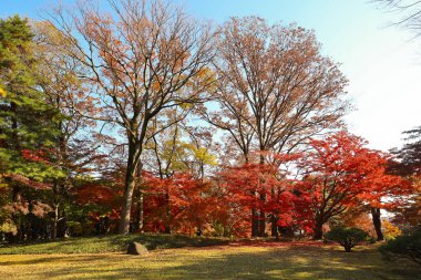 4 Aralık 2024 Akçaağaç yaprakları Sonbaharda ağaç dallarını süsleyen canlı kırmızı renkte