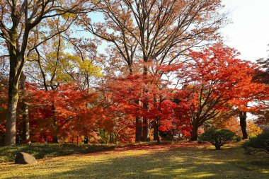 4 Aralık 2024 Akçaağaç yaprakları Sonbaharda ağaç dallarını süsleyen canlı kırmızı renkte