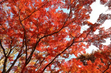 4 Aralık 2024 Akçaağaç yaprakları Sonbaharda ağaç dallarını süsleyen canlı kırmızı renkte