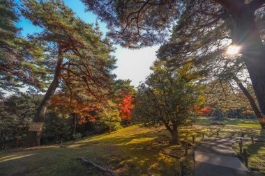4 Aralık 2024 sakin park sahnesi Akçaağaç ağaçlarında renkli sonbahar yapraklarıyla