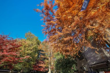 Dec 4 2024 Autumn trees with vibrant red and orange foliage against clipart