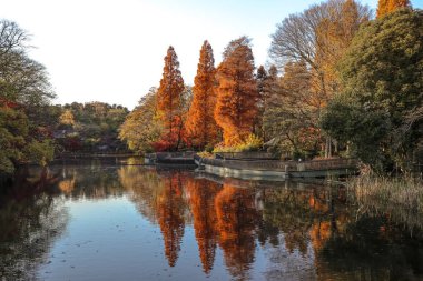 4 Aralık 2024 Gölü, canlı yansıyan güzel sonbahar ağaçlarıyla çevrili.