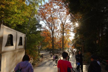 Sonbaharda yakalanan 4 Aralık 2024 parkında güneş ışığı renk fu 'sundan yayılıyor.