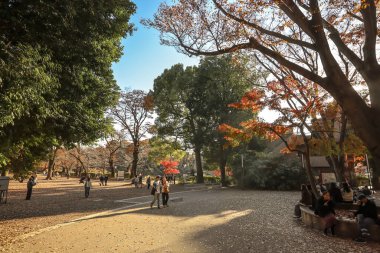 Dec 4 2024 peaceful daytime scene in an autumn park featuring golden trees clipart