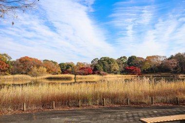 4 Aralık 2024. Huzurlu sonbahar sahnesi canlı yapraklarla çevrili bir göl.