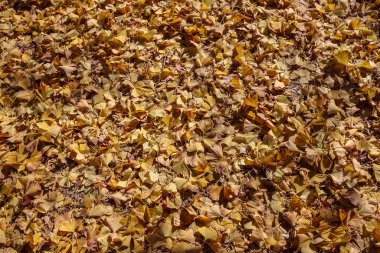 4 Aralık 2024 altın sonbahar yapraklarının yoğun tabakası resim gibi bir halı oluşturur.