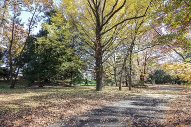 4 Aralık 2024 Vibrant sonbahar sahnesi Altın izinle kaplı bir yol