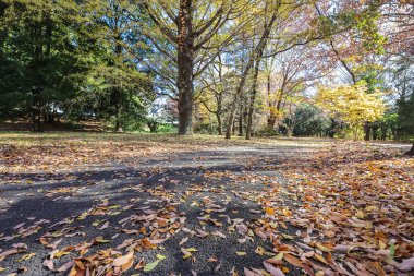 4 Aralık 2024 Vibrant sonbahar sahnesi Altın izinle kaplı bir yol