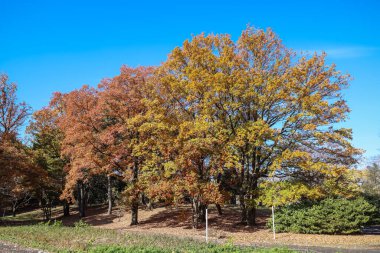 Dec 4 2024 foliage adorns this picturesque autumn tree surrounded by other colorful trees clipart