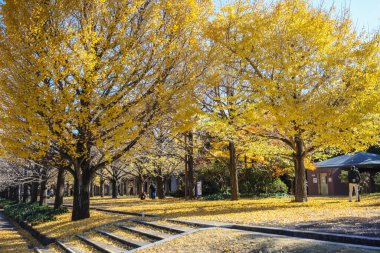 Dec 4 2024 foliage adorns this picturesque autumn tree surrounded by other colorful trees clipart