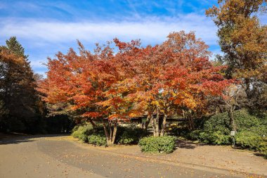4 Aralık 2024 Canlı portakallı gür ağaçların yer aldığı sonbahar sahnesi