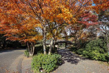 4 Aralık 2024 Canlı portakallı gür ağaçların yer aldığı sonbahar sahnesi