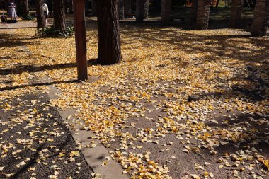 4 Aralık 2024 Altın yapraklı ağaçlarla çevrili manzaralı bir yürüyüş yolu