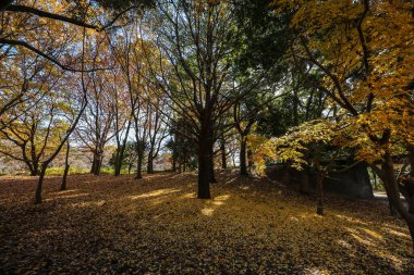 4 Aralık 2024 sahnesinde altın yapraklı ağaçlar, güneş ışığı güzel desenler sergiliyor,