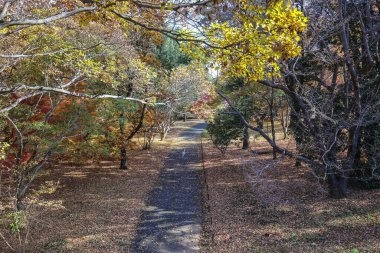 4 Aralık 2024 Sonbahar boyunca renkli yeşilliklerle ve dağınık ormanlarla