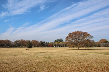 Dec 4 2024 tranquil autumn scene in a park featuring a large tree surrounded clipart