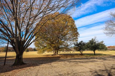 4 Aralık 2024 Etrafı sarılmış büyük bir ağacın olduğu parkta sakin bir sonbahar sahnesi