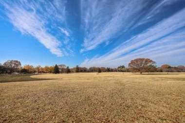 4 Aralık 2024 Etrafı sarılmış büyük bir ağacın olduğu parkta sakin bir sonbahar sahnesi