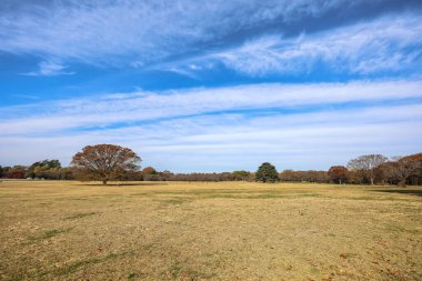 4 Aralık 2024 Etrafı sarılmış büyük bir ağacın olduğu parkta sakin bir sonbahar sahnesi