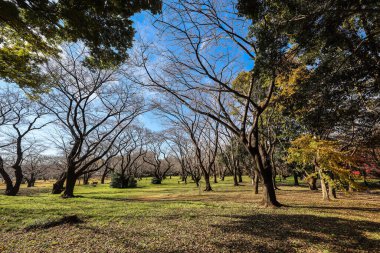 4 Aralık 2024 Etrafı sarılmış büyük bir ağacın olduğu parkta sakin bir sonbahar sahnesi