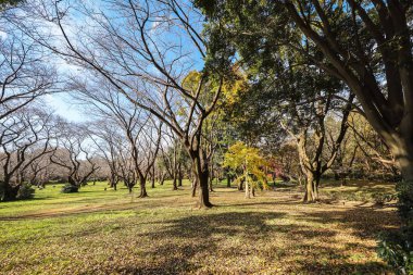 4 Aralık 2024 Etrafı sarılmış büyük bir ağacın olduğu parkta sakin bir sonbahar sahnesi