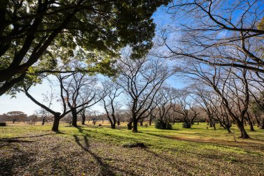 4 Aralık 2024 Etrafı sarılmış büyük bir ağacın olduğu parkta sakin bir sonbahar sahnesi