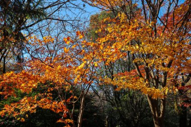 4 Aralık 2024 sonbahar ormanındaki akçaağaç yaprakları güneş ışığıyla yıkandı.