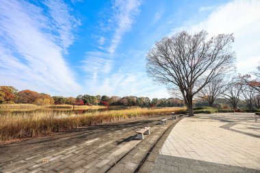 4 Aralık 2024 Canlı sonbahar yaprakları sergilenen sakin bir park