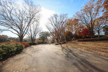4 Aralık 2024 Canlı sonbahar yaprakları sergilenen sakin bir park