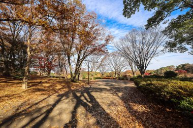 4 Aralık 2024 Canlı sonbahar yaprakları sergilenen sakin bir park