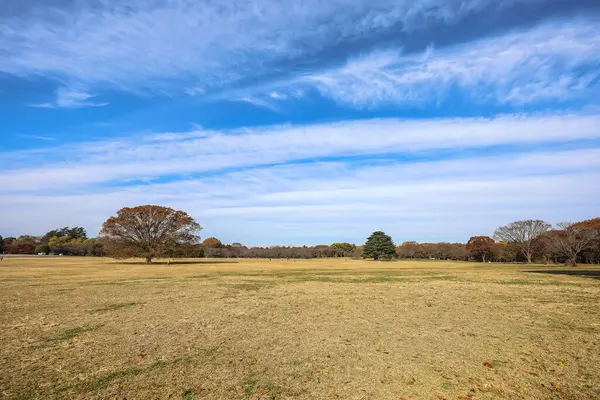 4 Aralık 2024 Etrafı sarılmış büyük bir ağacın olduğu parkta sakin bir sonbahar sahnesi