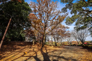 4 Aralık 2024 Canlı sonbahar yaprakları sergilenen sakin bir park