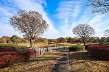 4 Aralık 2024 sakin sonbahar parkı canlı yeşillikler, açık gökyüzü